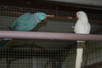 /album/rig-neck/img-2938-jpg/