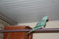 /album/rig-neck/img-2941-jpg/