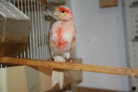/album/canarios/img-3125-jpg/