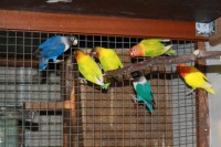 /album/agapornis/img-2933-jpg/