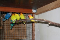 /album/agapornis/img-3265-jpg/