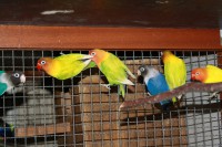 /album/agapornis/img-3267-jpg/