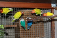/album/agapornis/img-3269-jpg/